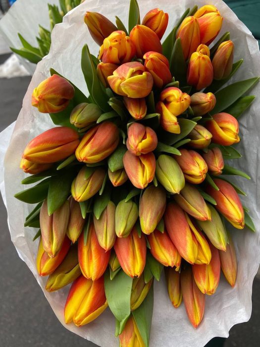 Тюльпан Голландський ОПТ можлива доставка !