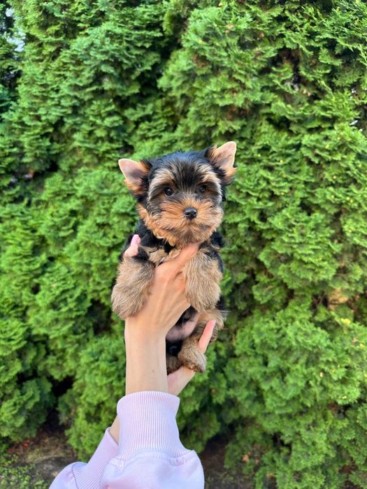 Йорк хлопчик стандарт — 2,5 місяці