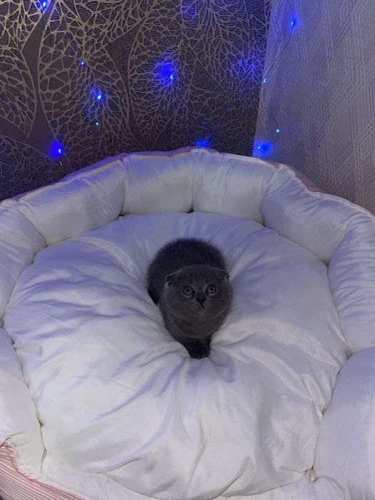 Шотландский котик мальчик