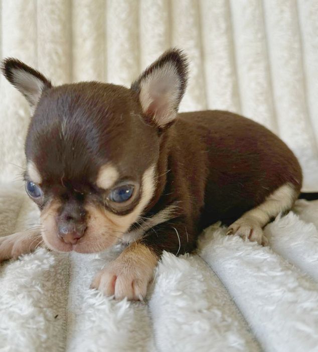 Chihuahua  Super Mini. Menino  Chocolate and Tan.Cabeça de maçã.