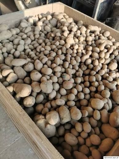 Ziemniaki paszowe 25 kg