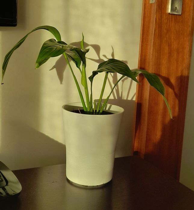 Lírios da paz (sem flor)