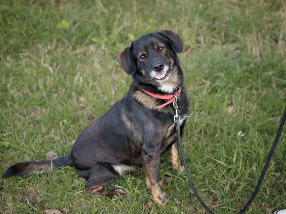 Kochany Ozzy szuka domu