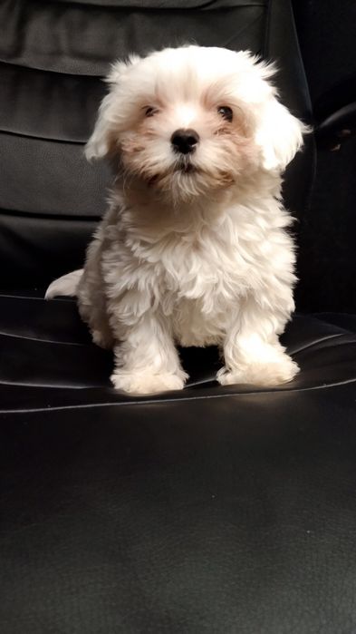 Девченка Мальтеза  родословна