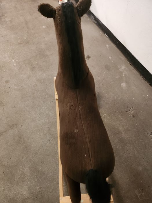 Konik bujany na biegunach