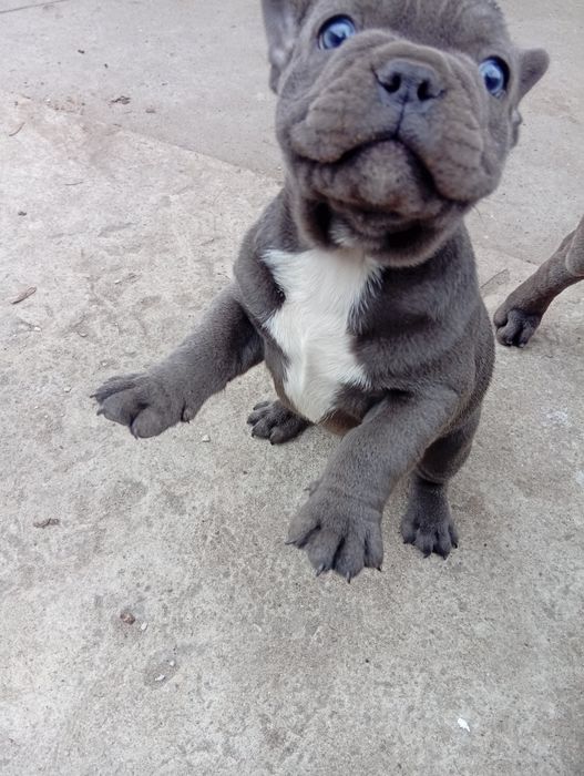 Buldog francuski piesek