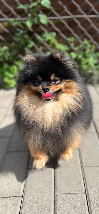 pies do krycia w Twojej okolicy? Sprawdź kategorię Psy rasowe