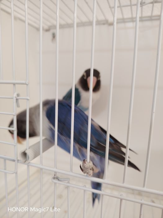 Agapórnis personatus