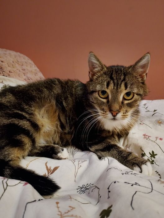 Rovenka czeka na dom