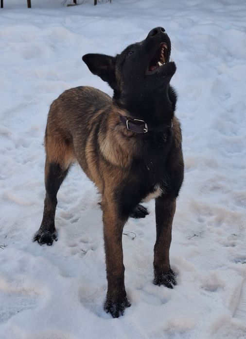 Бельгійська вівчарка малинуа