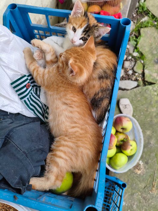 Віддам котиків двох