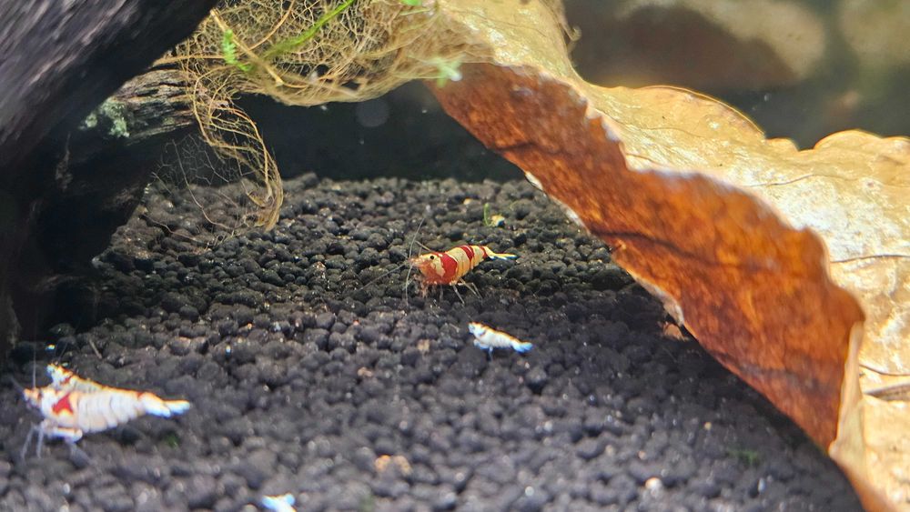 Krewetki Caridina, PRL, Crystal Red