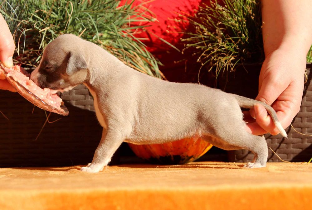 Whippet Chart angielski ZKwP/FCI śliczny piesek RANGO