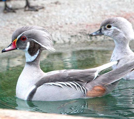 Patos carolino (Aix sponsa) silver cinza