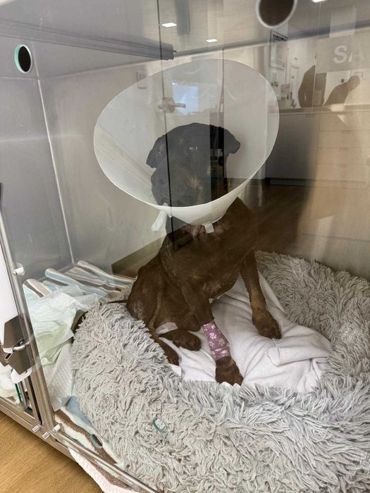 cão para adoção responsável