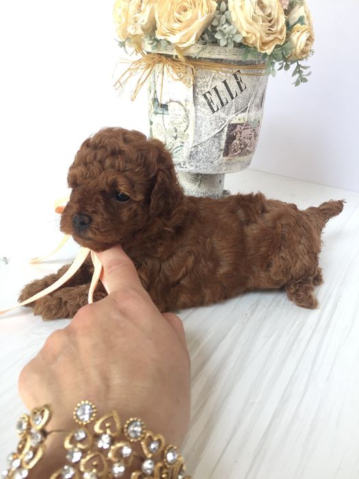 VIP Той-Пуделі — від серця до серця