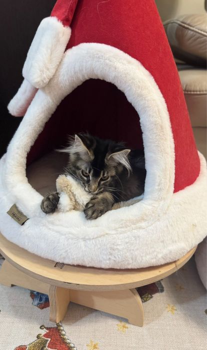 Kotka  Maine coon FPL