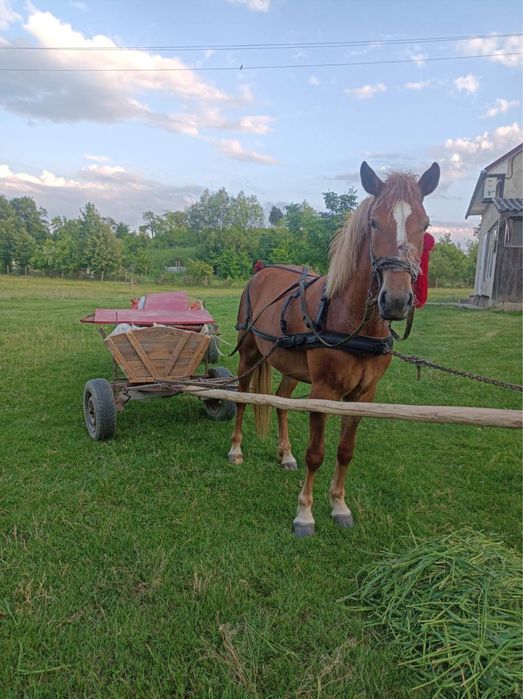 Продам лошицю
