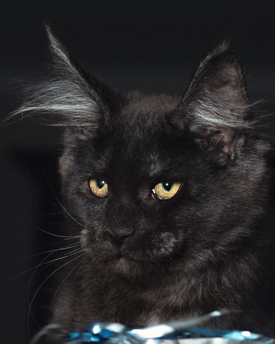 Девочка черный дым мировых кровей