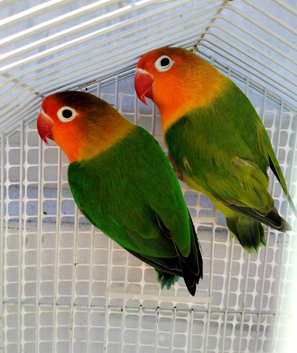 Agapórni Fêmea fischer