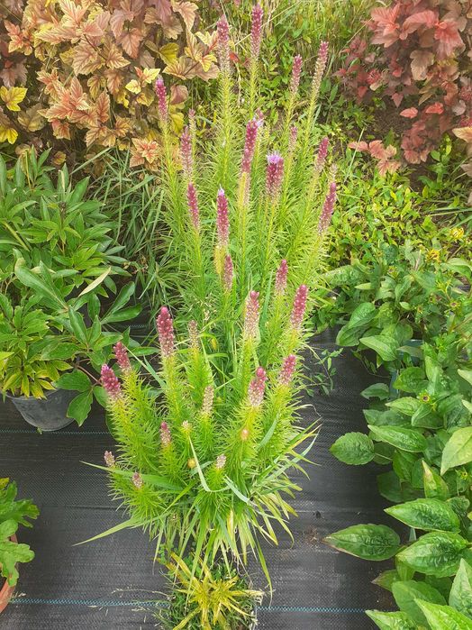 jeżówki, liatrie, trytoma, perowskia, rudbekia