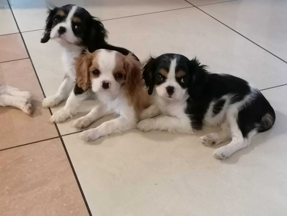 Cavalier King Charles Spaniel chłopczyk z RODOWODEM