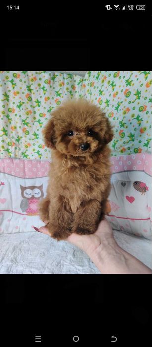 Мальтіпу ф-1 міні