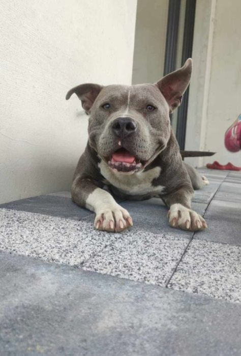Piesek American Staffordshire Terrier(amstaff) blue
