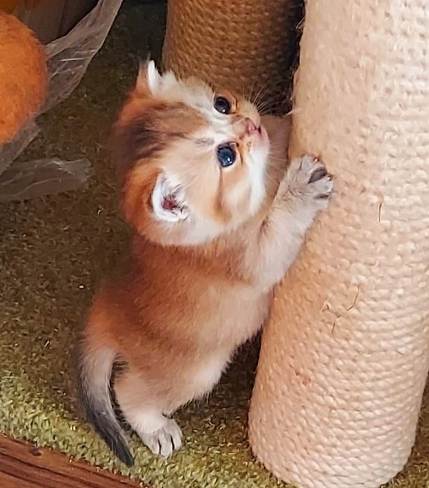 Британська золота шиншила