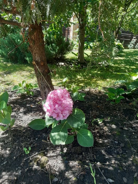 Продам  гортензия садовая розовая