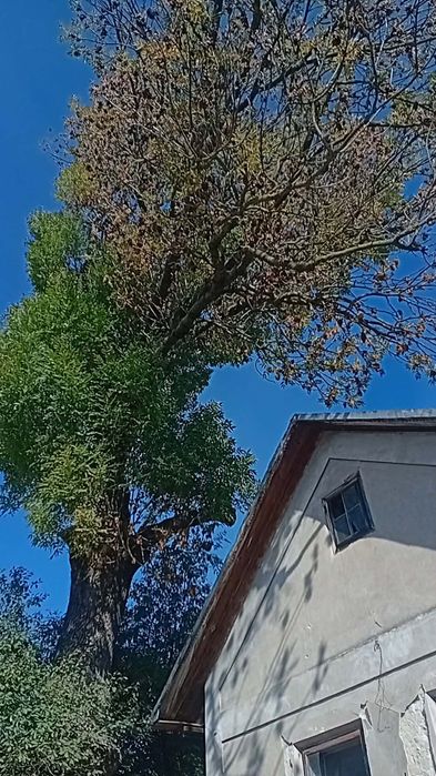 Ясен дерево безкоштовно