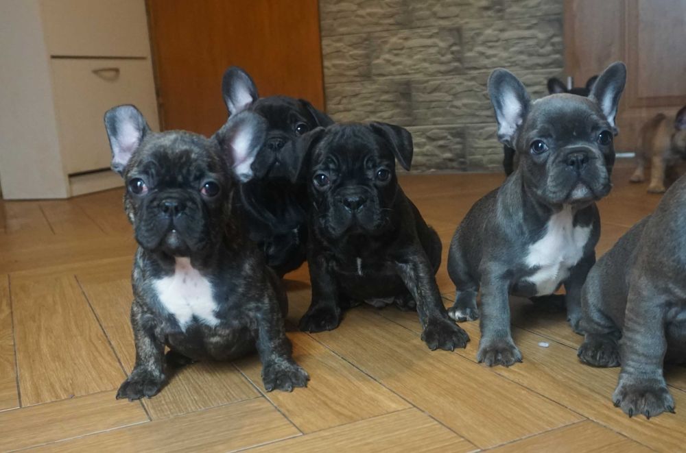 buldog francuski cudny szczeniaczek