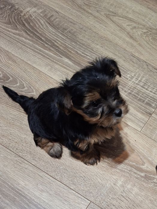 Sunia yorkshire terrier