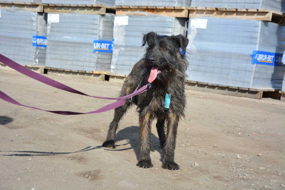 Kora - terierkowata, spokojna, fajna sunia do adopcji.