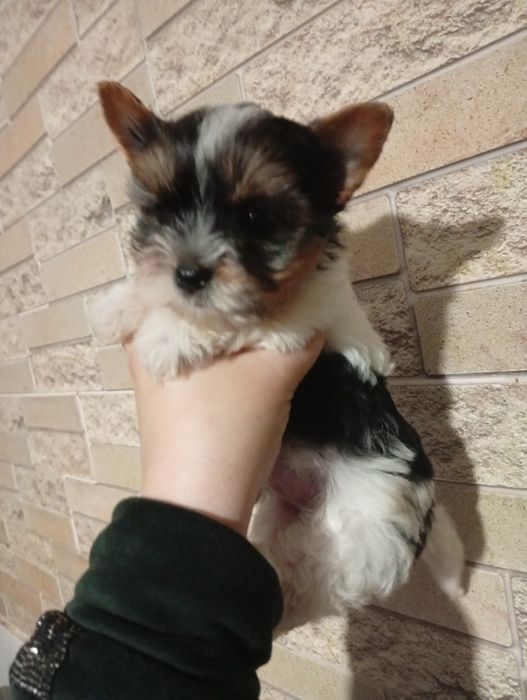 Бивер Йорк мальчики и девочка