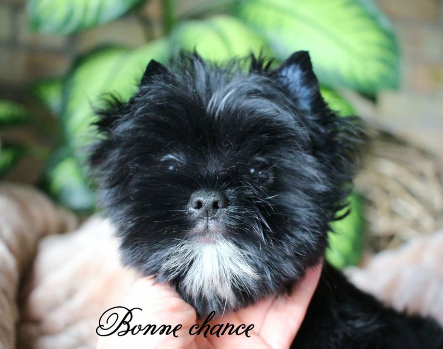 Yorkshire terrier Black
