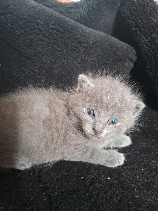 Кошенята  (напів веслоухі) безкоштовно