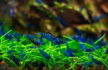 Аквариумные креветки красные синие прозрачные