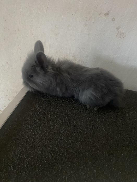 Króliki miniatorowe tedy