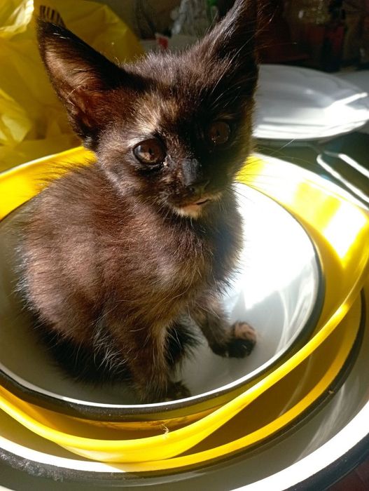 Отдам в добрые руки, котенка