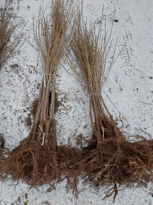 Wiśnia nefris wiśnia  wisnie łutówka