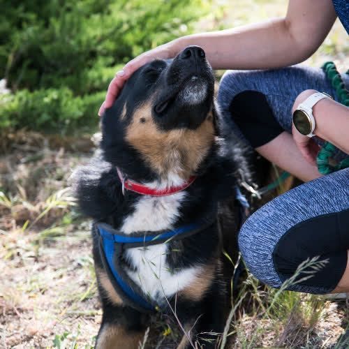 Lukas szuka kochającego domu