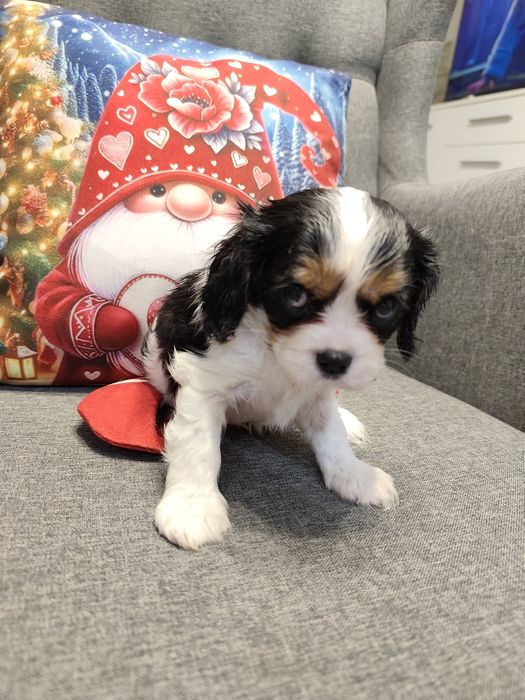 Cavalier King Charles spaniel, suczka