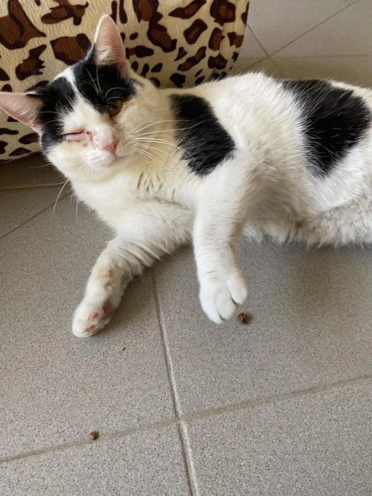 Kochany, młody kocurek Bzik do adopcji!