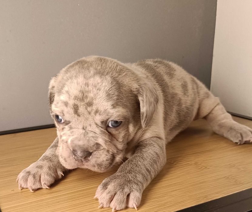 Bulldog francês x macho