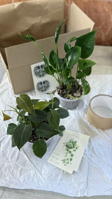Philodendron micans / Філодендрон Міканс
