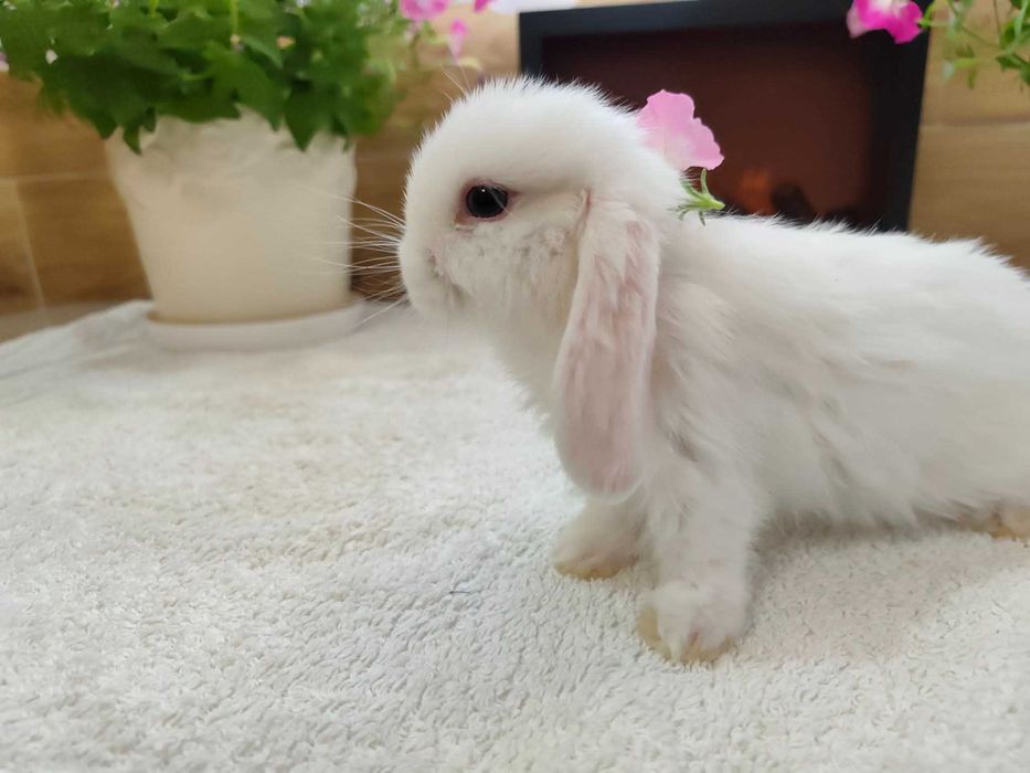 Mini Lopy baranki królik karzełek sjamski.Hodowla zarejestrowana KZHK