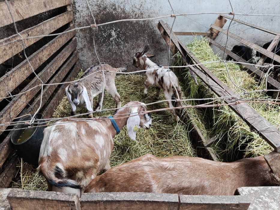 Rebanho Anglo Nubliano