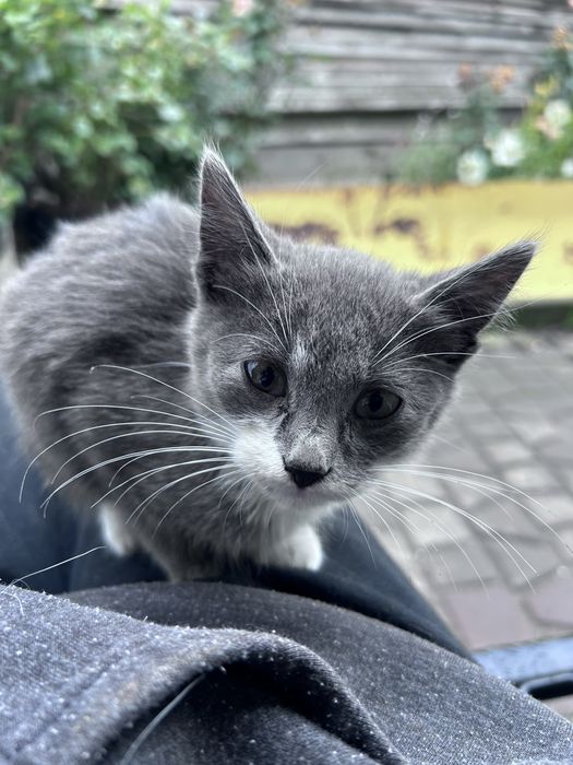 Котик в добрі руки