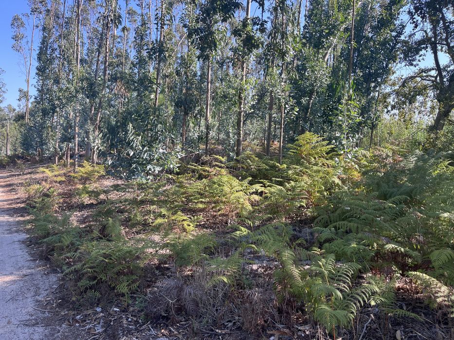 Terreno Rústico com 3.574 m² e Eucaliptal – Vieira de Leiria
